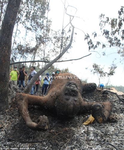 16+ عکس های تکان دهنده به آتش کشیدن اورانگوتانها