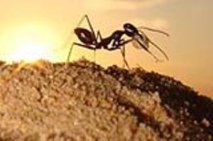 مورچه ها آب و هوای زمین را خنک می کنند