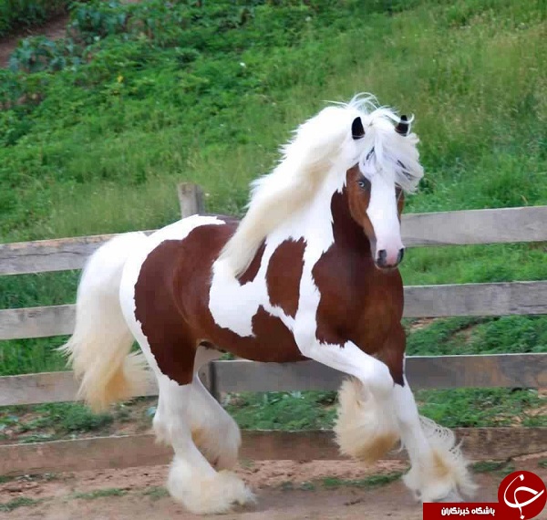 آشنایی با زیباترین اسب های دنیا+عکس