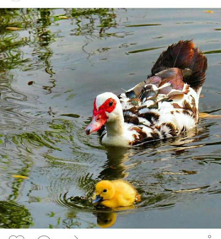 خانم اردک با بچه اش