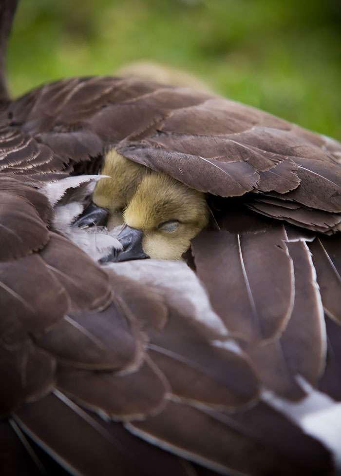 نگاهی به زیبایی عواطف ماردانه در دنیای پرندگان