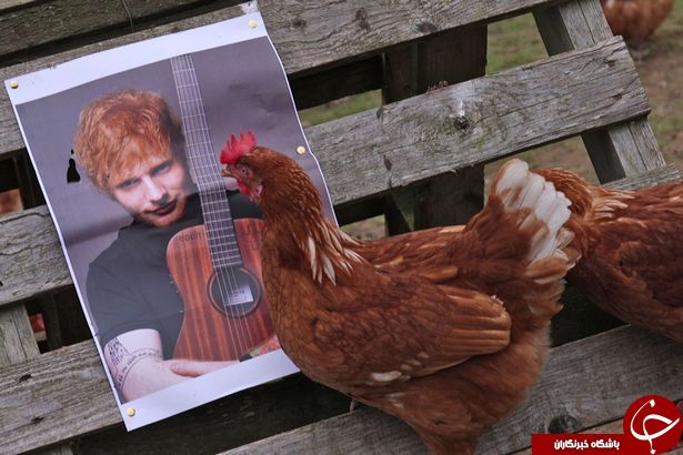 4گوشه دنیا/ واکنش جالب مرغ‌ها به صدای این خواننده معروف!