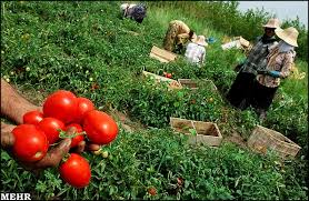 ویژه های خراسان/ درخواست یک مسئول برای واردات محصولات کشاورزی از افغانستان