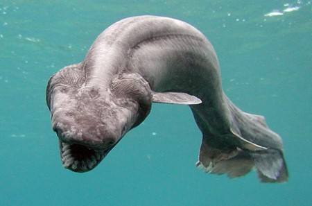 ترسناک‌ترین حیوانات زیر دریا +تصاویر