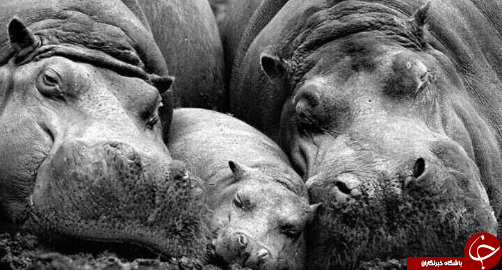 عکس خانوادگی وابراز محبت دردنیای حیوانات