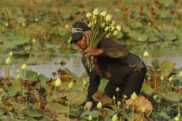 عکس/ مردی در حال چیدن گل های نیلوفر آبی در «کامبوج» 