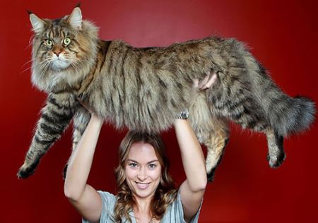 عکس های دیدنی گربه هایی هم قد انسان !