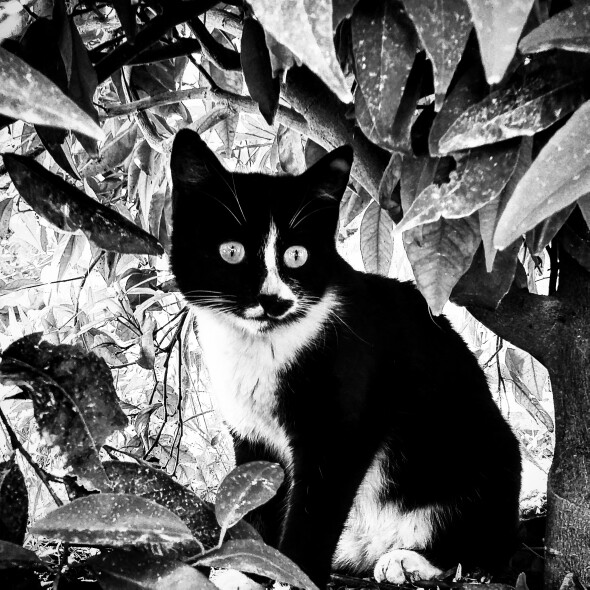 گربه سیاه و سفید
