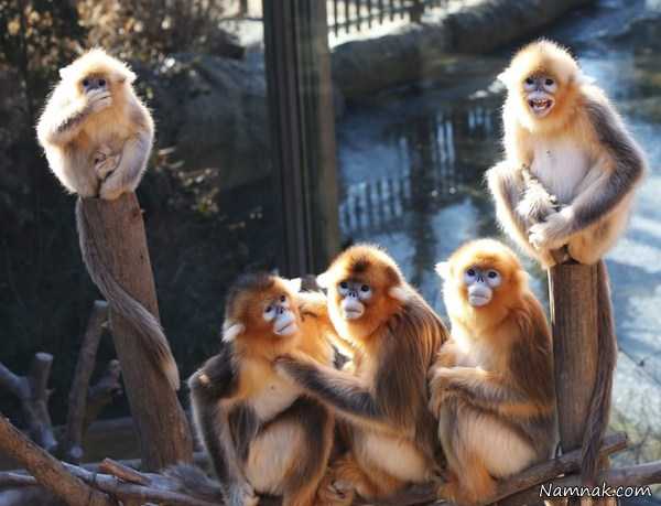عکس میمون های طلایی ، pictures of the day ، تصاویر