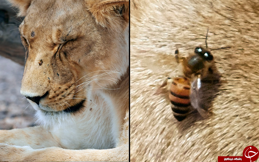 حمله گسترده زنبورهای خشمگین به شیرهای خفته