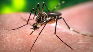 ویروس زیکا چیست و چرا اینقدر جدی است؟