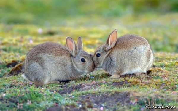 خرگوش عاشق ، تصاویر ، تصویر روز