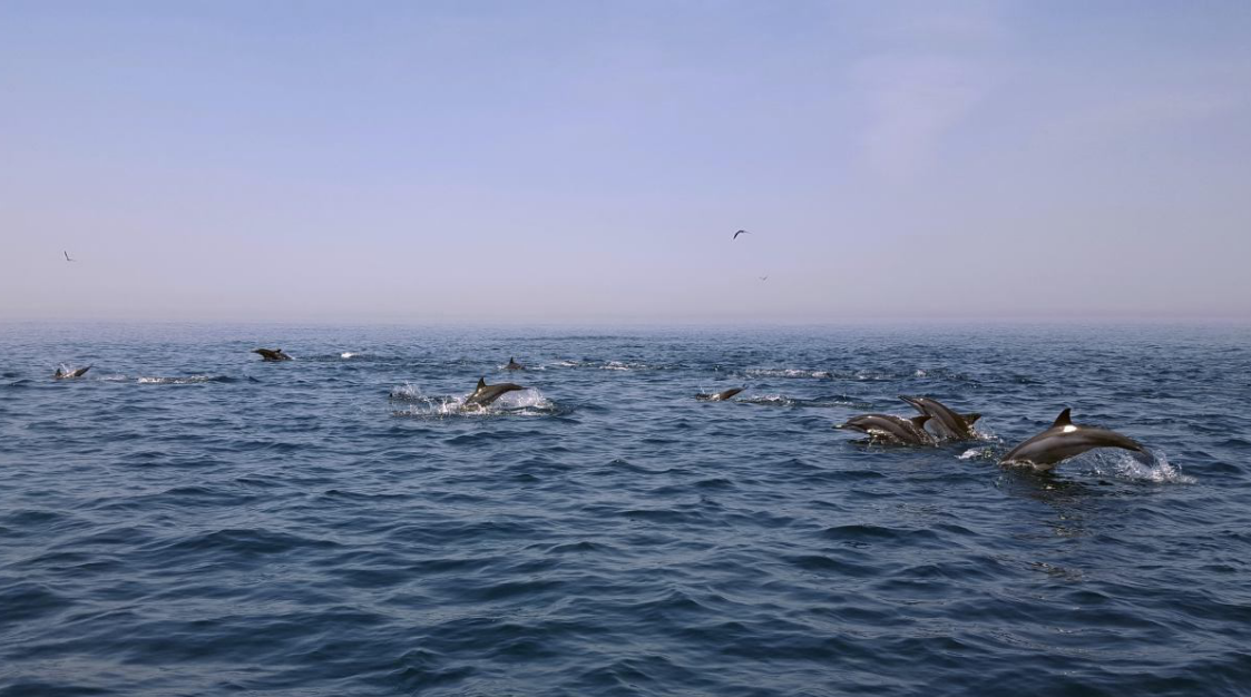 تصویری زیبا از دلفین های چرخنده در جزایر جنوب ایران
