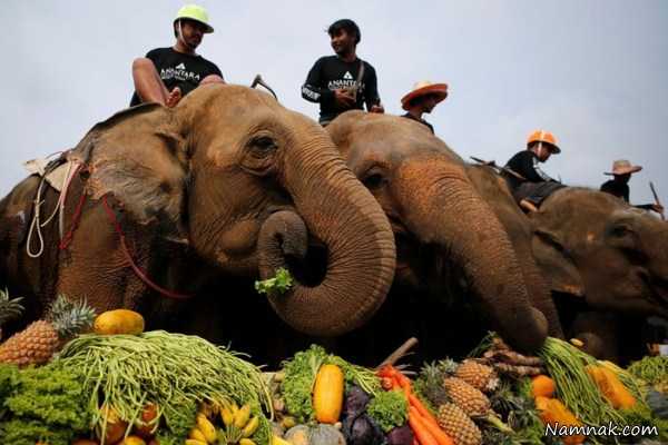 غذا خوردن فیل ها ، تصاویر ، تصویر روز