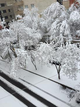 بارش برف در تبریز- سعید