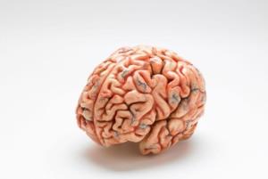 مینی مغز برای مطالعه بیماری‌های نورولوژیک تولید شد