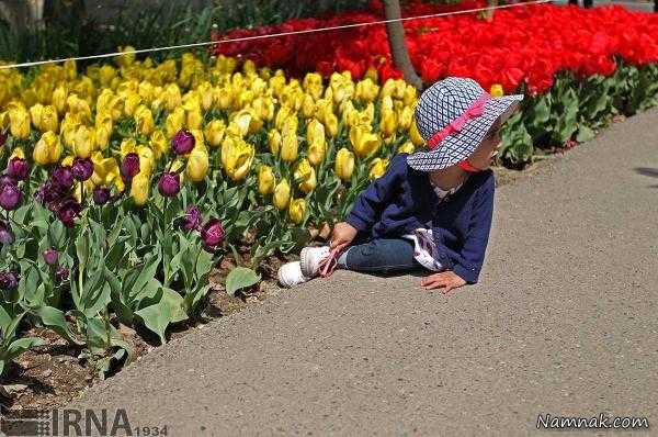 گل های لاله کاشته شده در تهران ، گل لاله