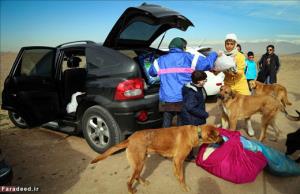 راه اندازی مرکز حمایت از سگ های بی پناه