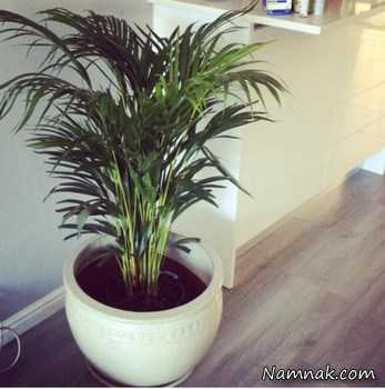 گیاهان خانگی تصفیه کننده هوا ، گیاهان آپارتمانی ، گیاهان آپارتمانی مفید
