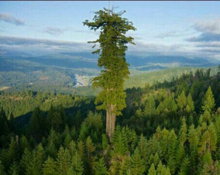 بزرگترین درخت دنیا با 115 متر ارتفاع