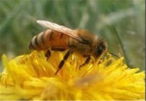 اجرای طرح استفاده از زنبورعسل برای کنترل آفات در باغات کشور