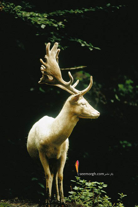 گوزن سفید رنگ در جنگل های سوئیس سال 1973