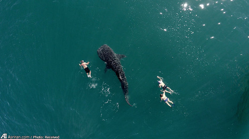 کوسه نهنگ و گردشگران