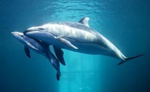 تصویری از نوزاد دلفین پهلوسفید آرام ساکن اقیانوس