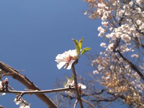 شکوفه های بهاری- قصر دست شیراز- مهریز