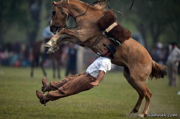 زمین خوردن اسب سوار ، عکس روز ، عکس روزانه