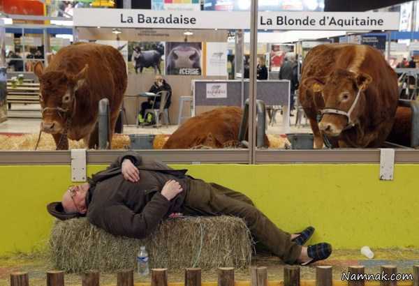 نمایشگاه فروش گاو ، عکس روز ، عکس روزانه