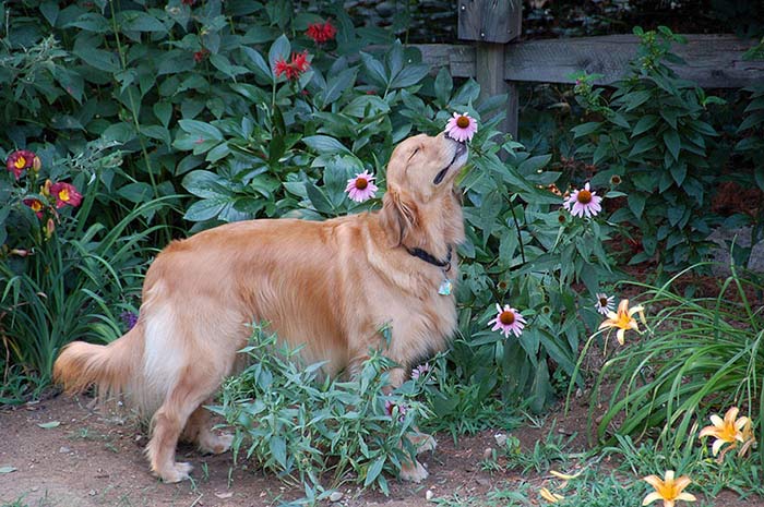 تصاویری بامزه از بوییدن گل‌ها توسط حیوانات