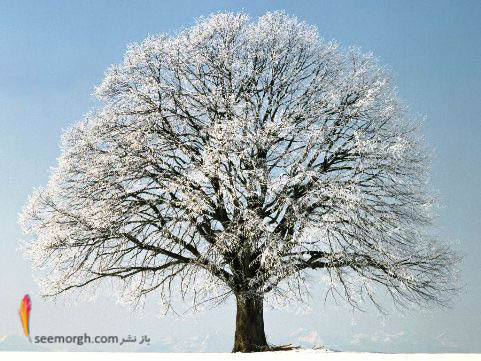 درخت زیبا پوشیده از برف