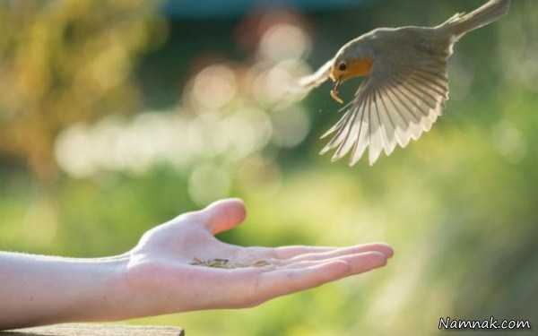 غذا دادن به پرنده ، تصاویر ، تصویر روز