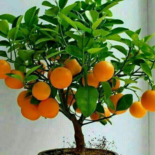 پرتقال گلدونی