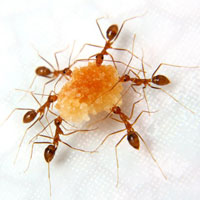چگونه مورچه ها را از خانه دور نگه داریم