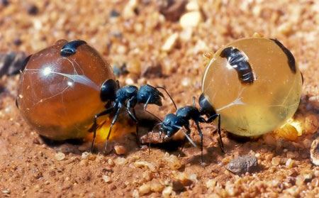 مقاله ای درباره مورچه عسل (عکس)