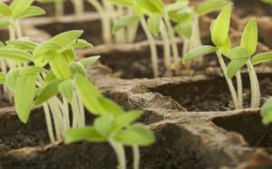  ۵ راه محیط دوستانه برای کاشت دانه گل و گیاه در خانه