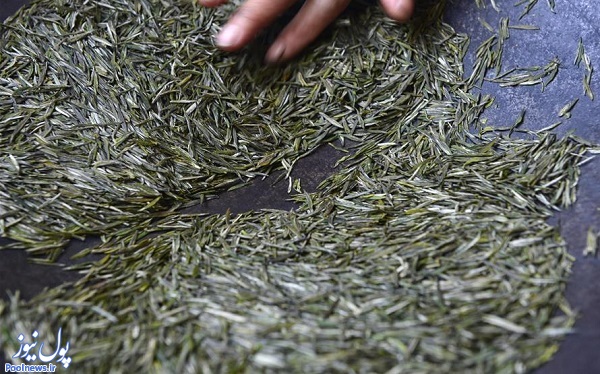 سفری به مزارع چای در چین(+عکس)