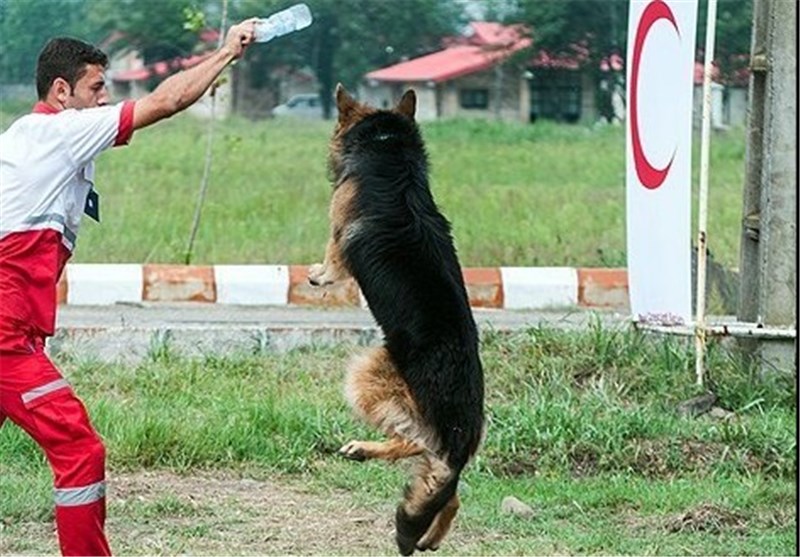 برگزاری دوره جدید آموزش سگ‌های خانگی در هلال احمر