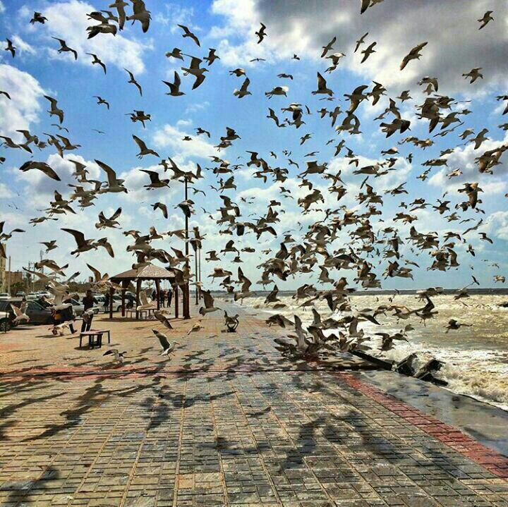 بندر بوشهر  پرواز مرغان دریایی کنار ساحل