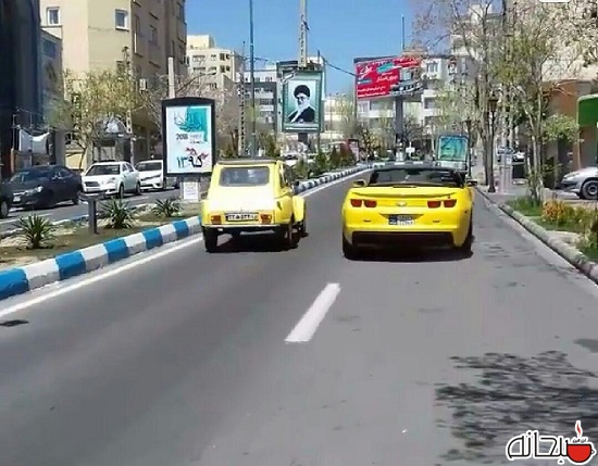 فتو اتو/ جدال 2 زرد قناری خاص در تبریز