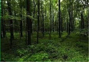 رئیس سازمان جنگل‌ها: ۱۰درصد نیاز چوبی کشور از جنگل‌های داخلی تامین می‌شود