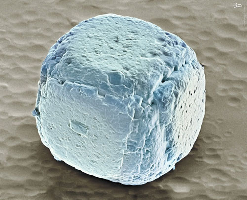 میکروسکوپ تصاویر میکروسکوپی