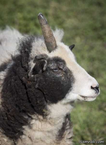 عکس گوسفند ، عکس گوسفندان عجیب ، گوسفند یک شاخ