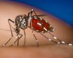 جدی شدن شیوع ویروس خطرناک زیکا ؛ بسیج همگانی در برزیل برای مقابله با پشه ناقل ویروس