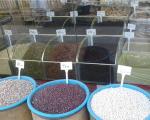 ازار رها شده کالاهای اساسی/ برنج ایرانی ۱۱ هزار تومان شد