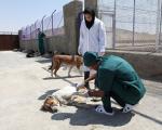 171 میلیون تومان برای کشتن سگ در مشهد!