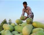 صادرات ۱۴۷ میلیون دلار هندوانه و خربزه در ۱۰ ماه با وجود کم آبی