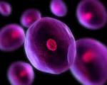 مهندسی سلول های ایمنی برای حفاظت از اندام ها در برابر رد پیوند